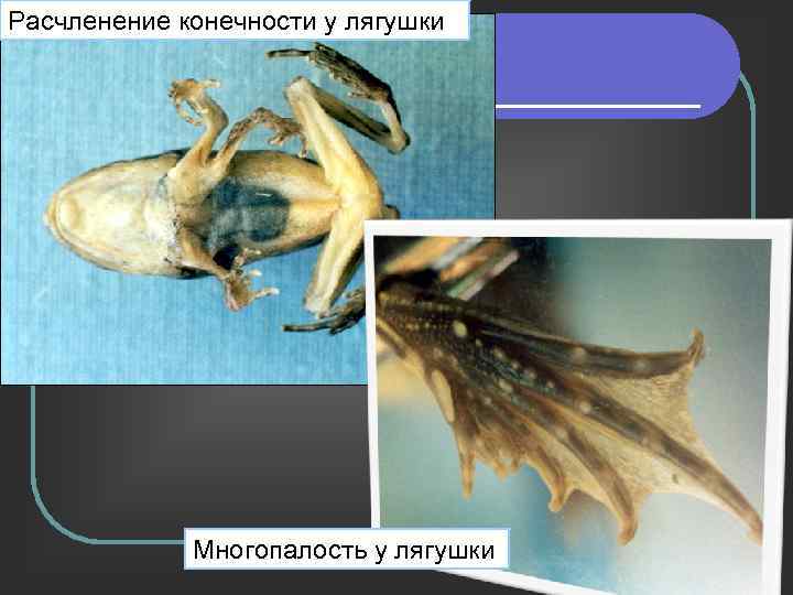 Расчленение конечности у лягушки Многопалость у лягушки 