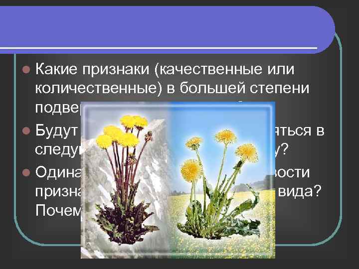 l Какие признаки (качественные или количественные) в большей степени подвержены изменчивости? l Будут ли