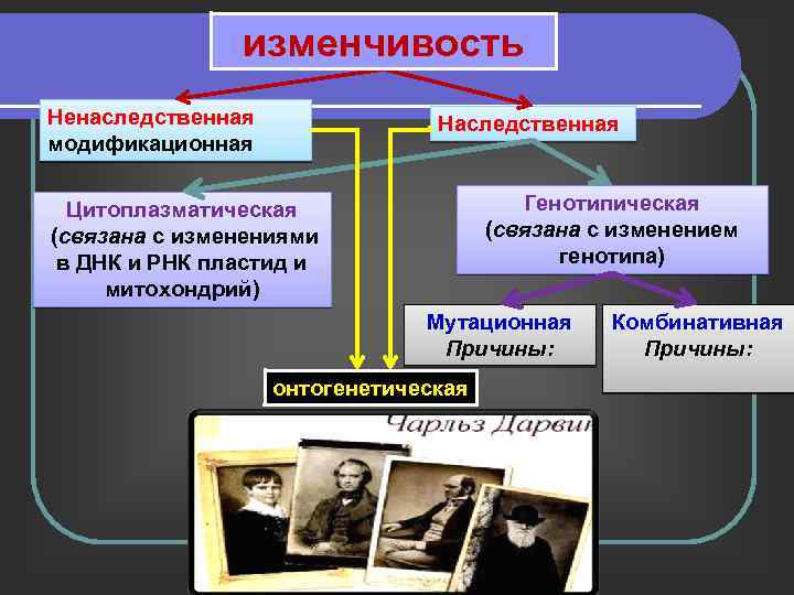 изменчивость Ненаследственная модификационная Наследственная Генотипическая (связана с изменением генотипа) Цитоплазматическая (связана с изменениями в
