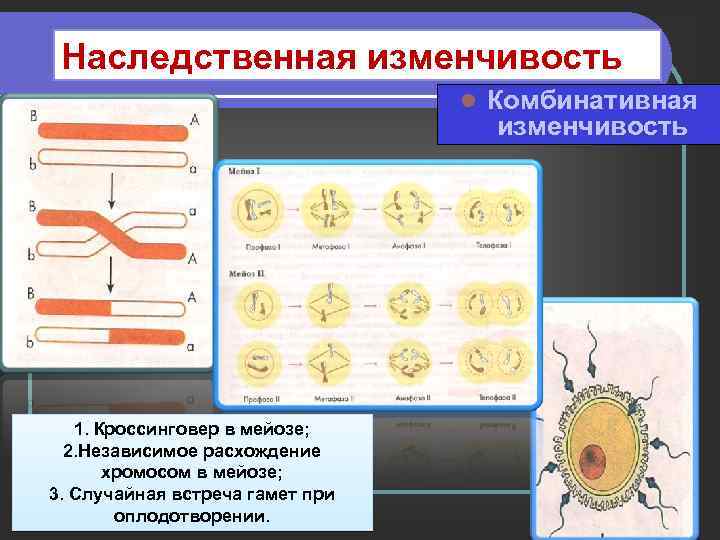 Причины лежащие в основе комбинативной изменчивости