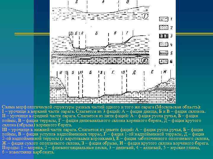 Морфологическое строение