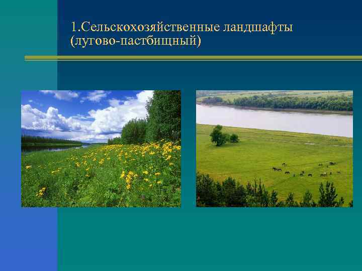 1. Сельскохозяйственные ландшафты (лугово пастбищный) 