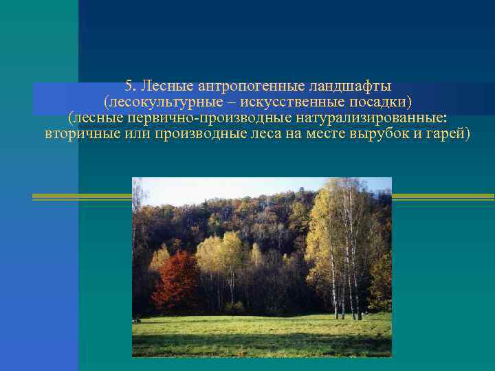 5. Лесные антропогенные ландшафты (лесокультурные – искусственные посадки) (лесные первично производные натурализированные: вторичные или