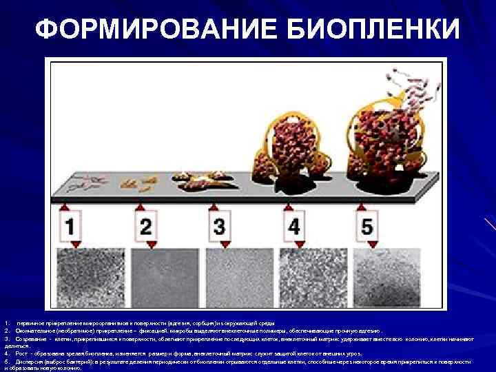 ФОРМИРОВАНИЕ БИОПЛЕНКИ 1. первичное прикрепление микроорганизмов к поверхности (адгезия, сорбция) из окружающей среды 2.