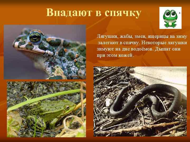Впадают в спячку Лягушки, жабы, змеи, ящерицы на зиму залегают в спячку. Некоторые лягушки