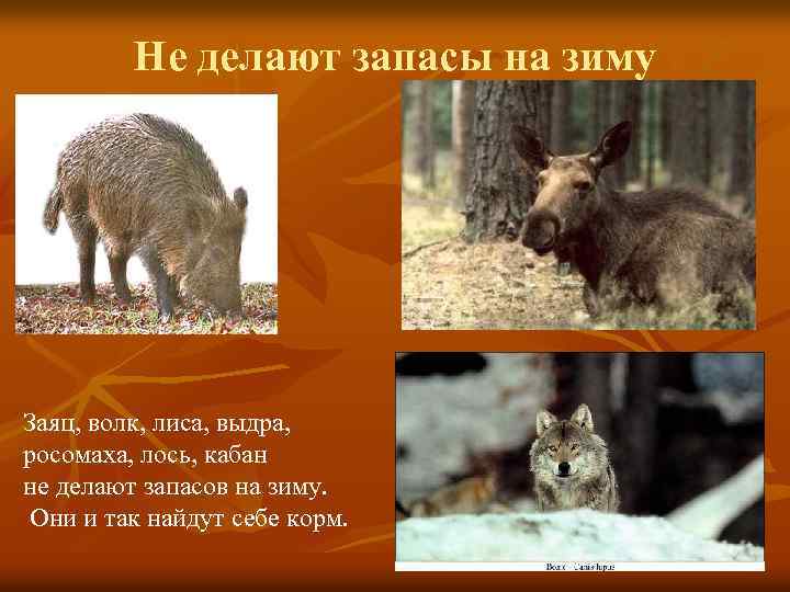 Не делают запасы на зиму Заяц, волк, лиса, выдра, росомаха, лось, кабан не делают