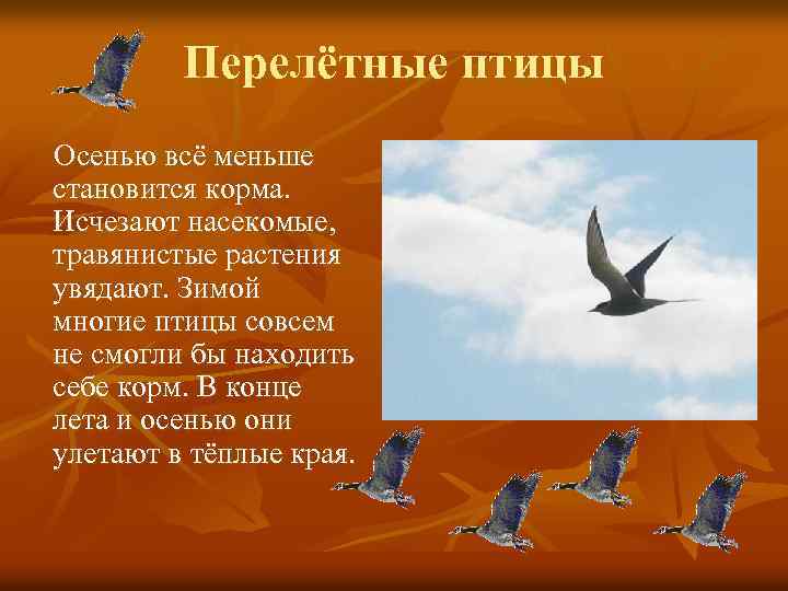 Перелётные птицы Осенью всё меньше становится корма. Исчезают насекомые, травянистые растения увядают. Зимой многие