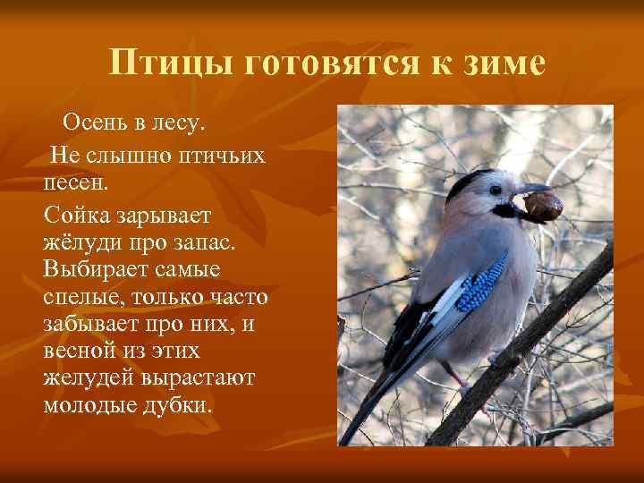 Птицы готовятся к зиме Осень в лесу. Не слышно птичьих песен. Сойка зарывает жёлуди