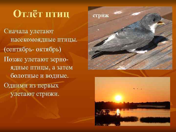 Отлёт птиц Сначала улетают насекомоядные птицы. (сентябрь- октябрь) Позже улетают зерноядные птицы, а затем