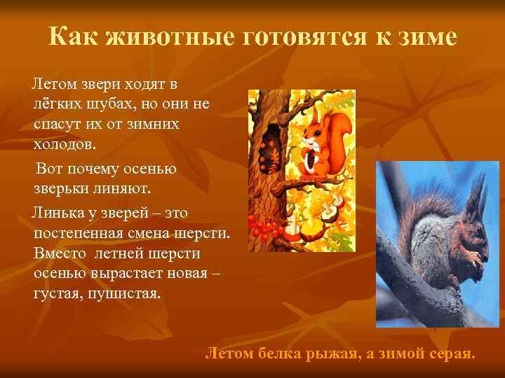 Как животные готовятся к зиме Летом звери ходят в лёгких шубах, но они не
