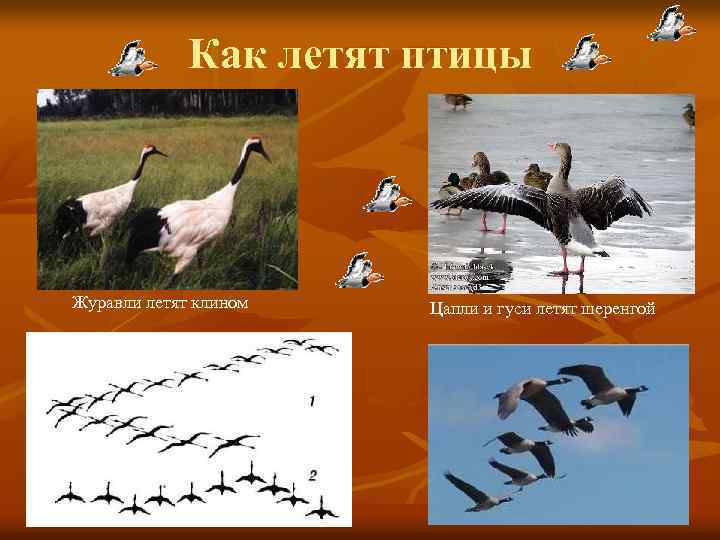 Как летят птицы Журавли летят клином Цапли и гуси летят шеренгой 