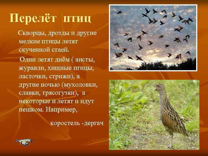 Перелёт птиц Скворцы, дрозды и другие мелкие птицы летят скученной стаей. Одни летят днём