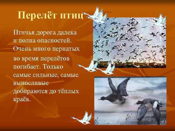 Перелёт птиц Птичья дорога далека и полна опасностей. Очень много пернатых во время перелётов