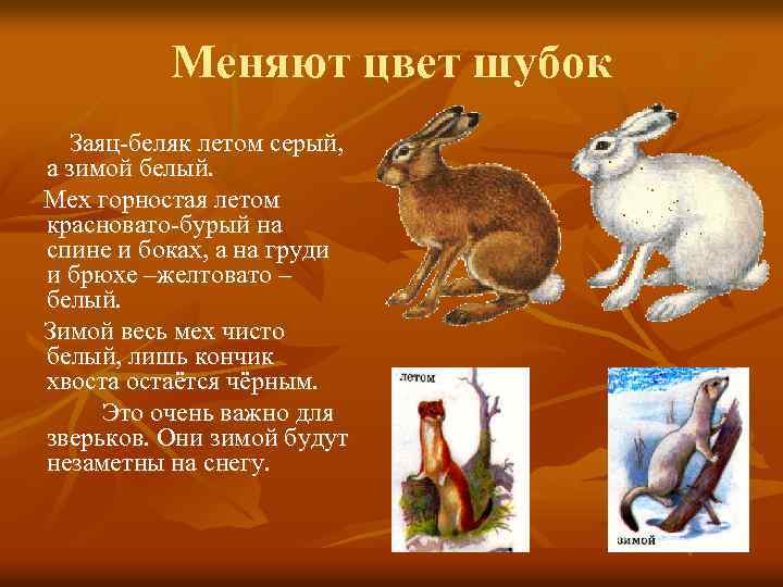 Меняют цвет шубок Заяц-беляк летом серый, а зимой белый. Мех горностая летом красновато-бурый на