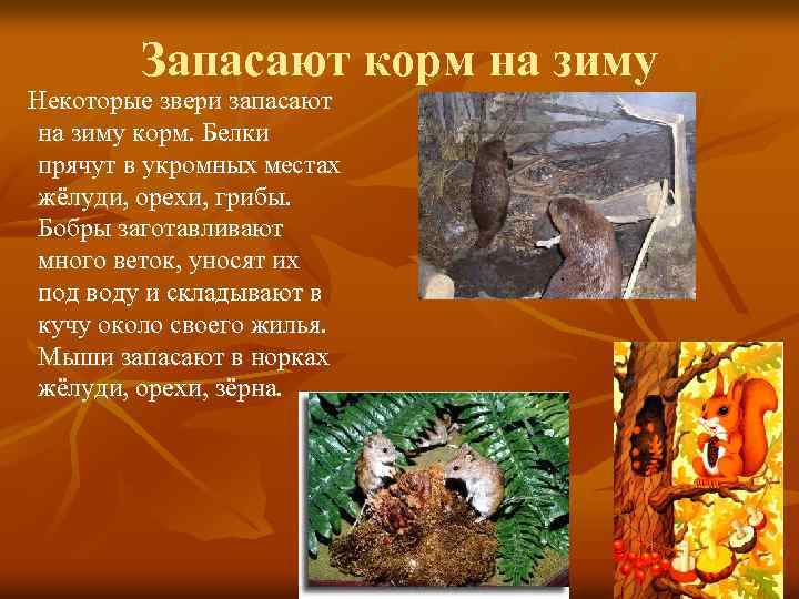 Запасают корм на зиму Некоторые звери запасают на зиму корм. Белки прячут в укромных