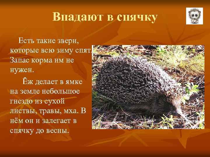 Впадают в спячку Есть такие звери, которые всю зиму спят. Запас корма им не