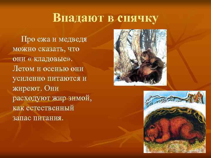 Впадают в спячку Про ежа и медведя можно сказать, что они « кладовые» .