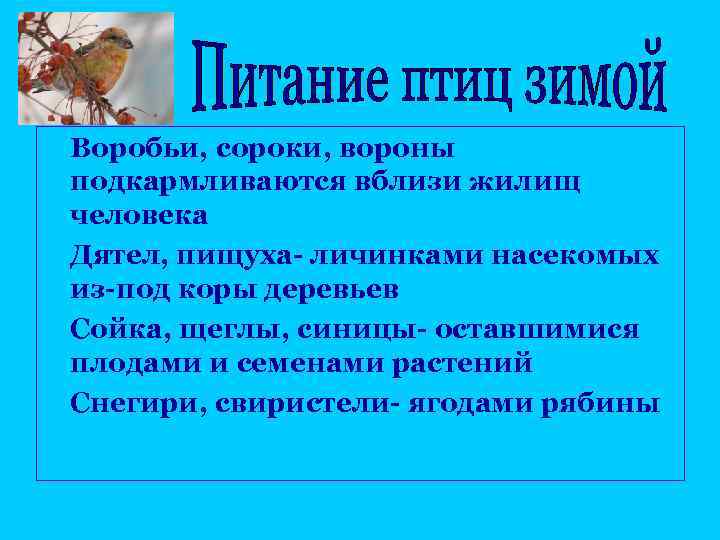 n n Воробьи, сороки, вороны подкармливаются вблизи жилищ человека Дятел, пищуха- личинками насекомых из-под