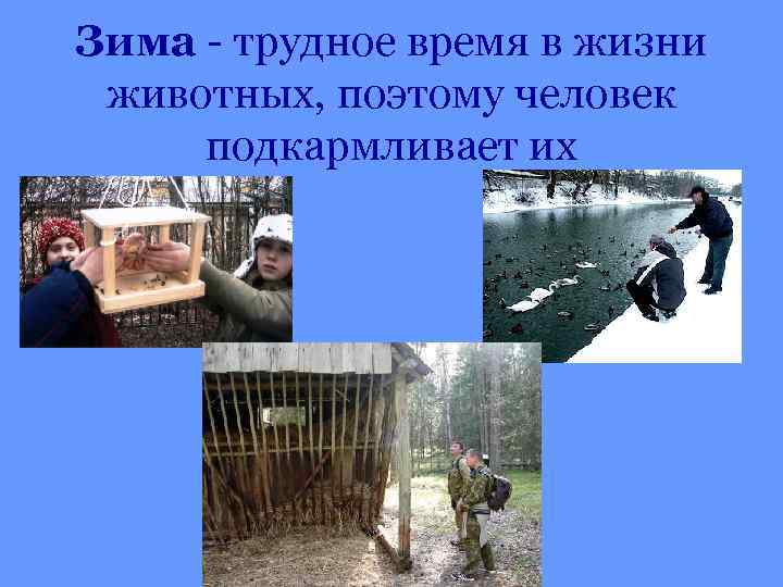 Зима - трудное время в жизни животных, поэтому человек подкармливает их 