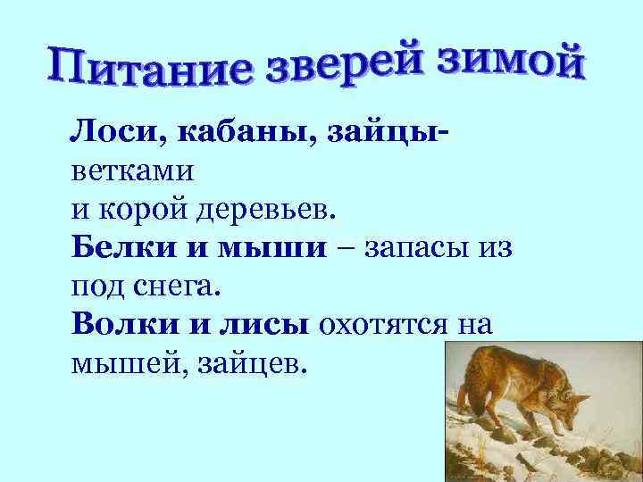 Лоси, кабаны, зайцыветками и корой деревьев. Волки, лисы охотятся на Белки и мыши –