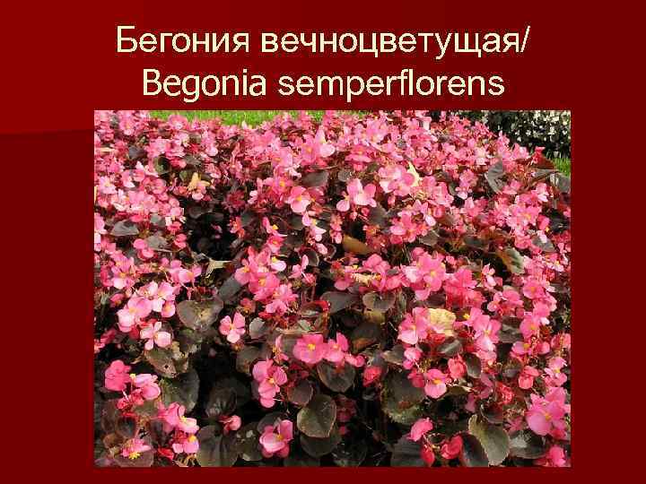 Схема посадки бегонии вечноцветущей