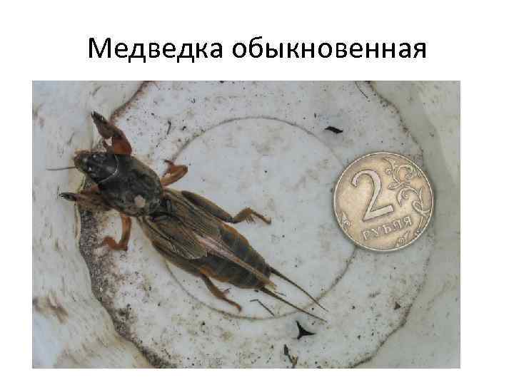 Медведка обыкновенная 