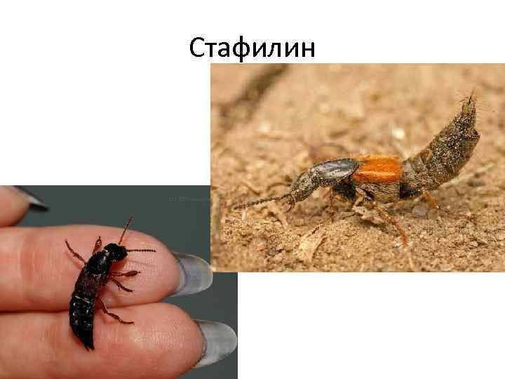 Рыжий стафилин - 2592869