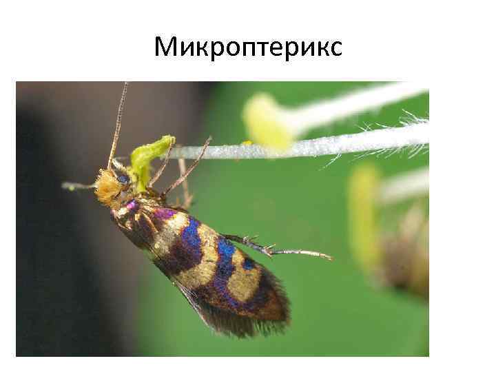 Микроптерикс 