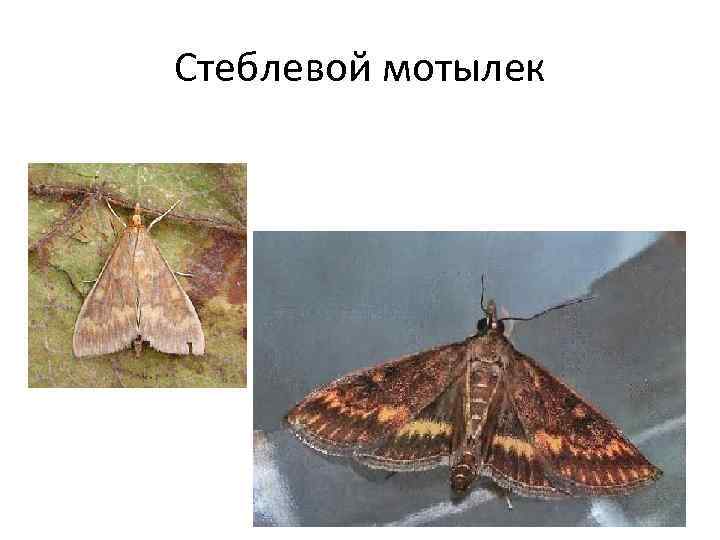 Стеблевой мотылек 