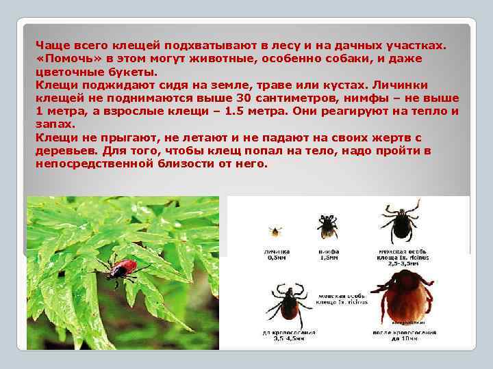 Чаще всего клещей подхватывают в лесу и на дачных участках. «Помочь» в этом могут