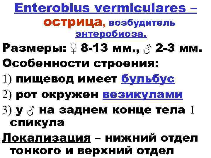 Enterobius vermiculares – острица, возбудитель энтеробиоза. Размеры: ♀ 8 -13 мм. , ♂ 2