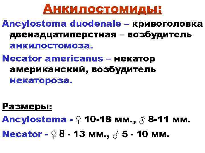 Анкилостомиды: Ancylostoma duodenale – кривоголовка двенадцатиперстная – возбудитель анкилостомоза. Necator americanus – некатор американский,