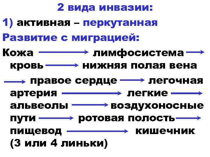 2 вида инвазии: 1) активная – перкутанная Развитие с миграцией: Кожа лимфосистема кровь нижняя