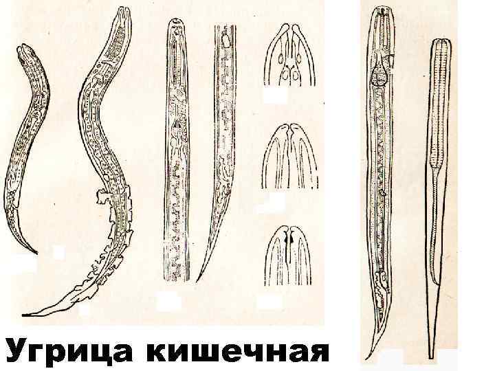 Схема развития стронгилят жкт жвачных