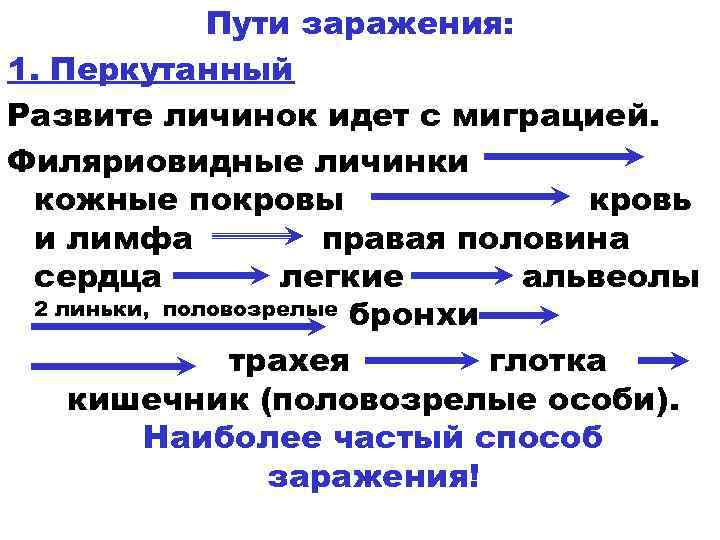 Пути заражения: 1. Перкутанный Развите личинок идет с миграцией. Филяриовидные личинки кожные покровы кровь