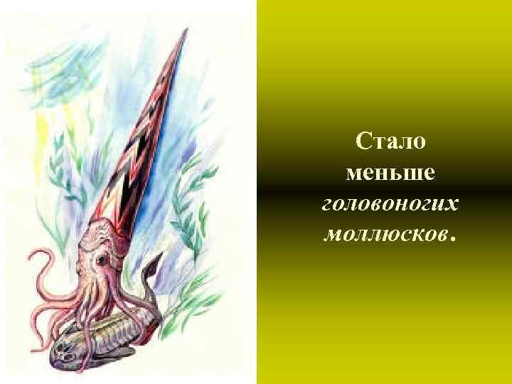 Стало меньше головоногих моллюсков. 