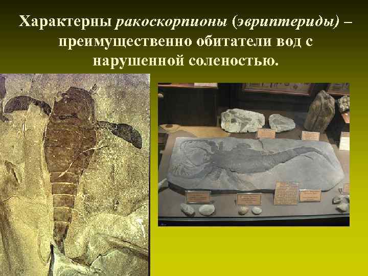 Характерны ракоскорпионы (эвриптериды) – преимущественно обитатели вод с нарушенной соленостью. 