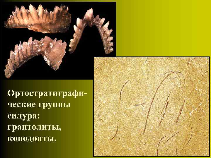 Ортостратиграфические группы силура: граптолиты, конодонты. 