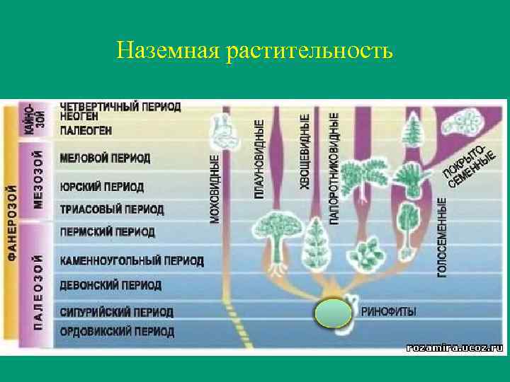 Наземная растительность 