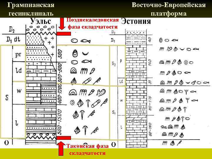 Грампианская гесинклиналь Позднекаледонская фаза складчатости pr Таконская фаза складчатости Восточно-Европейская платформа 
