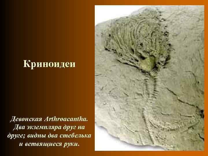 Криноидеи Девонская Arthroacantha. Два экземпляра друг на друге; видны два стебелька и ветвящиеся руки.