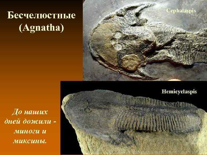 Бесчелюстные (Agnatha) Cephalaspis Hemicyclaspis До наших дней дожили миноги и миксины. 