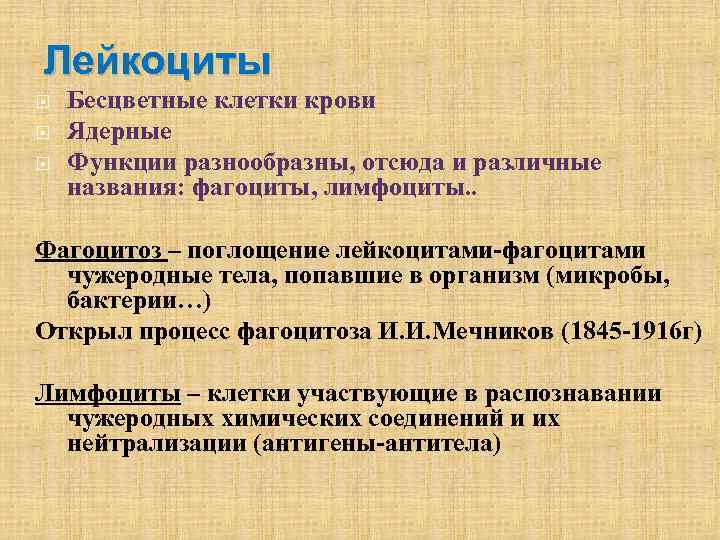 Лейкоциты Бесцветные клетки крови Ядерные Функции разнообразны, отсюда и различные названия: фагоциты, лимфоциты. .