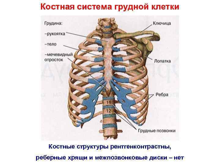 Органы грудной клетки человека в картинках