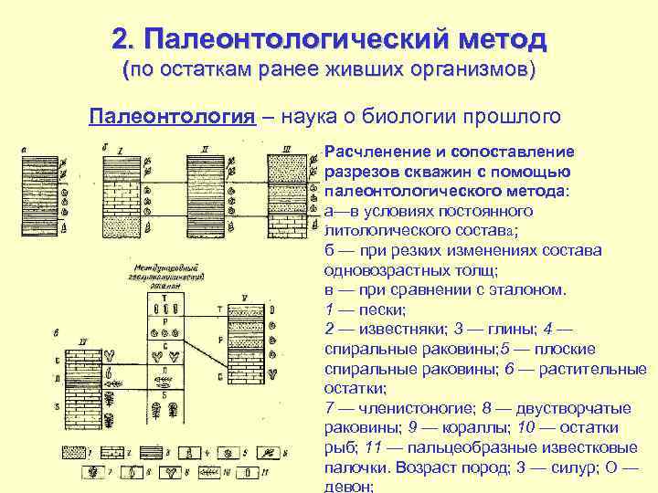 Методы относительного возраста. Палеонтологический метод в геологии. Палеонтологический метод в биологии. Палеонтологические методы изучения.