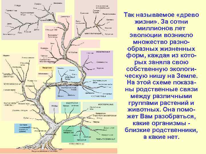 Так называемое «древо жизни» . За сотни миллионов лет эволюции возникло множество разнообразных жизненных