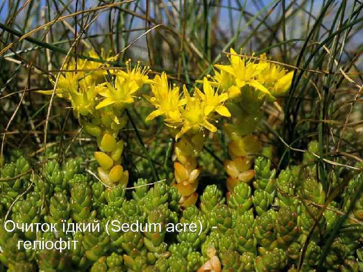  Очиток їдкий (Sedum acre) - геліофіт 