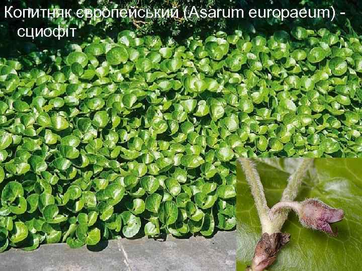 Копитняк європейський (Asarum europaeum) - сциофіт 