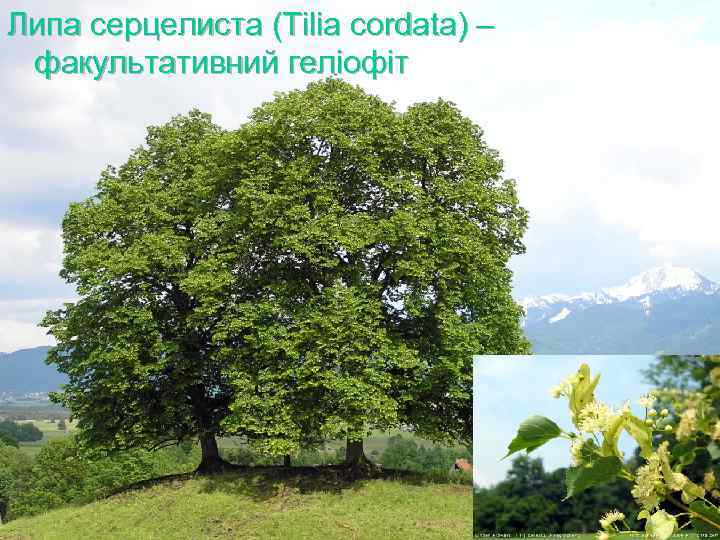 Липа серцелиста (Tilia cordata) – факультативний геліофіт 