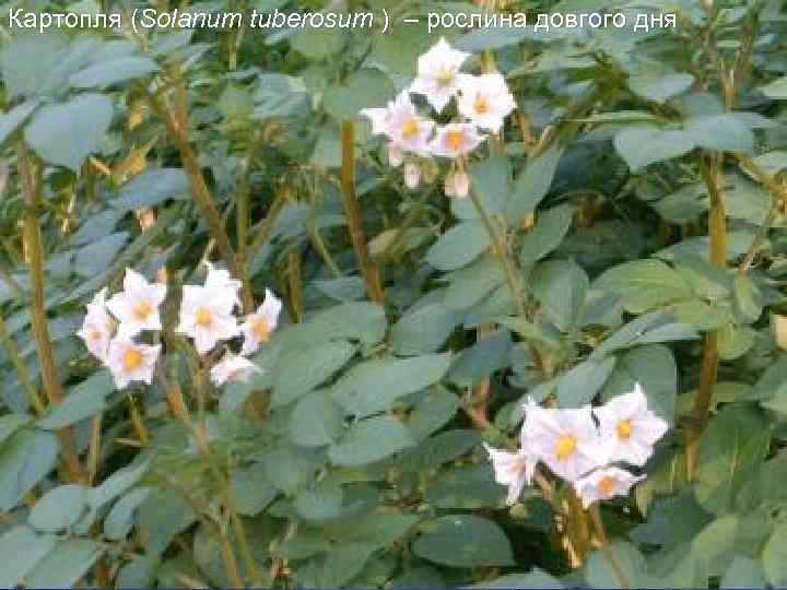 Картопля (Solanum tuberosum ) – рослина довгого дня 